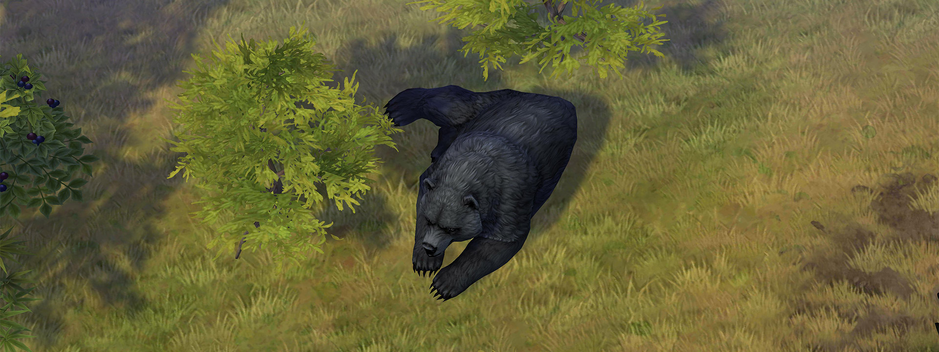 beast_black_bear.jpg